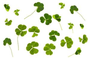 green clover leaves isolated on white background. St.Patrick 's Day photo