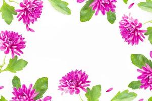 Colorful autumn flowers of chrysanthemum photo