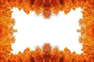 frame. Blurred autumn trees on white background. photo