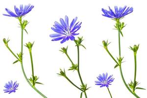 Chicory flower with leaf isolated on white background photo