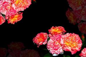 Bright colorful flower rose photo