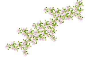 Flowering branch of cherry isolated on a white background. photo