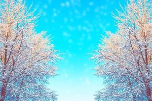 Frozen winter forest with snow covered trees. photo