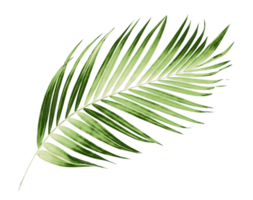 Green leaves of palm tree on transparent background png file