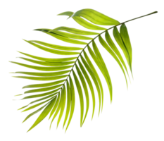 Green leaves of palm tree on transparent background png file