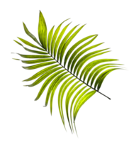 folha verde de palmeira no arquivo png de fundo transparente