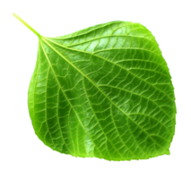 green leaf on transparent background png file