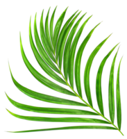 Green leaf of palm tree on transparent background png file