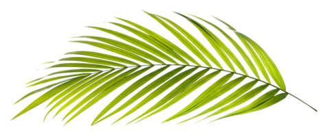 Green leaf of palm tree on transparent background png file