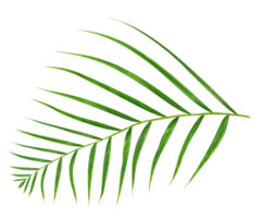 Green leaf of palm tree isolated on transparent background png file