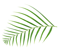 Green leaf of palm tree isolated on transparent background png file