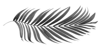 folhas pretas de palmeira no arquivo png de fundo transparente