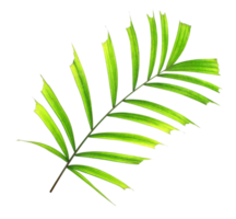 green leaf of palm tree isolated on transparent background png file