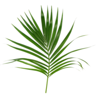 Green leaf of palm tree isolated on transparent background png file