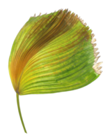 hoja verde de palmera aislada en archivo png de fondo transparente