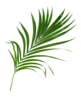 feuille verte de palmier isolé sur fond transparent fichier png