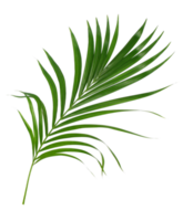 Green leaf of palm tree isolated on transparent background png file