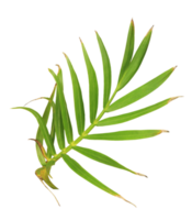 palm tree leaf on transparent background png file