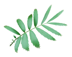 grönt palmblad isolerad på transparent bakgrund png-fil png