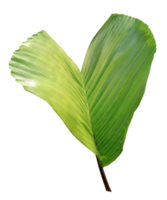 palm tree leaf on transparent background png file