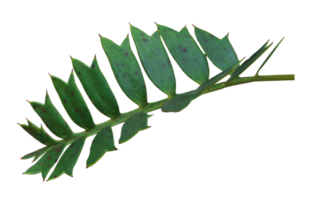 groen palmblad geïsoleerd op een witte achtergrond png