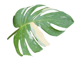 hoja de palma verde aislada en archivo png de fondo transparente