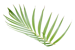 tropical green palm leaf isolated on transparent for summer background png file