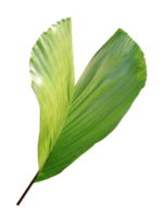 palm tree leaf on transparent background png file