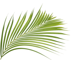 palm tree leaf on transparent background png file