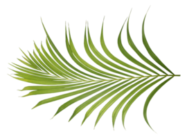 palm tree leaf on transparent background png file