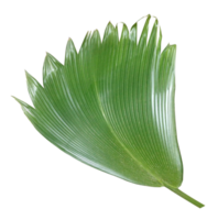 palm tree leaf on transparent background png file