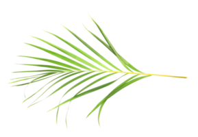 tropical nature green palm leaf isolated on transparent pattern background png file