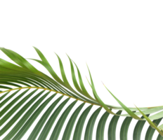 green leaf of palm tree on transparent background png file