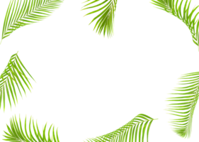 hojas de palma verde tropical aisladas en transparente para el archivo png de fondo de verano