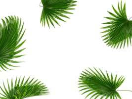 hojas de palma verde tropical aisladas en transparente para el archivo png de fondo de verano