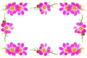 Floral frame. Bright colorful cosmos flowers photo