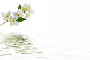 branch of jasmine flowers isolated on white background. photo