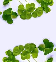 green clover leaves. Spring natural background. photo