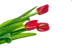 spring flowers tulips photo