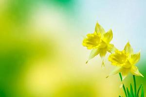 Spring flowers of daffodils. photo