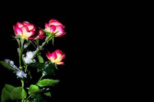 bright rose flowers in the snow on a black background. photo