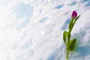 flor de tulipán que crece en la nieve a principios del jardín de primavera foto