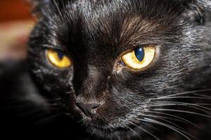 gato negro con ojos amarillos. mascota. foto