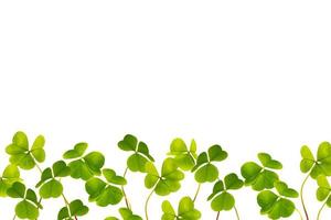 green clover leaves isolated on white background. St.Patrick 's Day photo