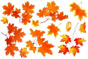 Bright colorful autumn leaves photo