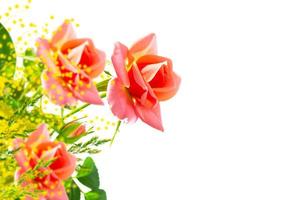 acacia. Flower bud roses on a white background photo