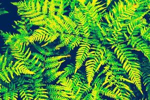 Ferns in the forest. Natural floral background photo