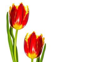 spring colorful flowers tulips. nature photo