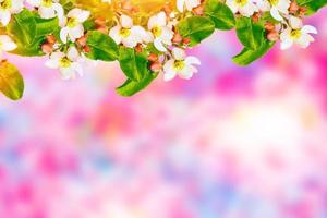 Blossoming branch apple. Bright colorful spring flowers photo