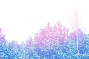 Frozen winter forest with snow covered trees. photo